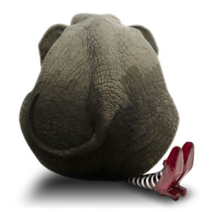 Olifant met de voetjes Olifant met de voetjes